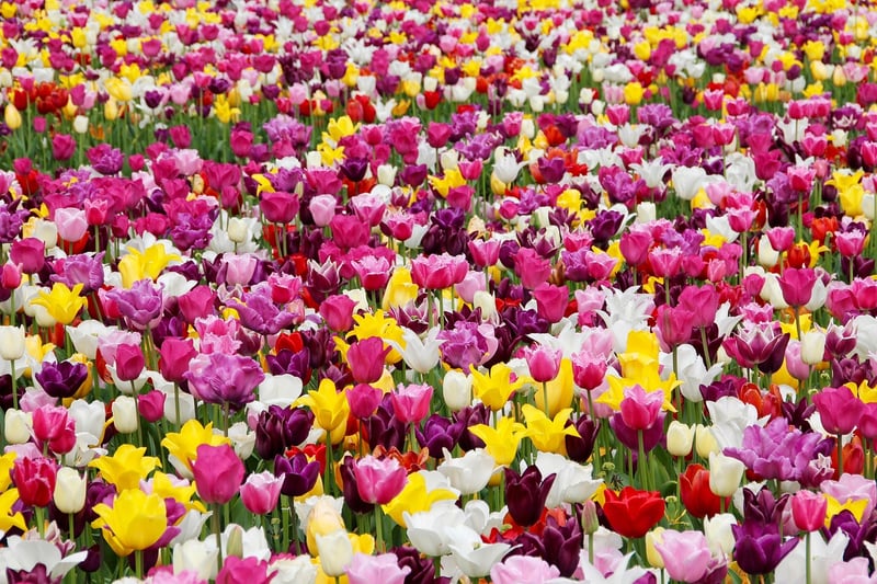 Keukenhof Gardens